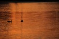 Couple of ducks on a pond at sunset