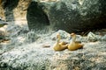 Couple Ducks Resting on the Rock