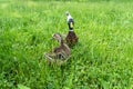 Couple of ducks and a seagull. Female duck and male drake in the green grass. Waterfowl wild birds feeding in the summer in the Royalty Free Stock Photo