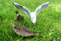 Couple of ducks and a seagull. Female duck and male drake in the green grass. Waterfowl wild birds feeding in the summer in the Royalty Free Stock Photo