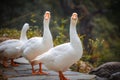 A couple of ducks staring at you