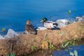 A female and male mallard duck Royalty Free Stock Photo