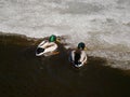 Couple of ducks swimming in cold water