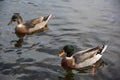 Couple ducks swimming on the water.