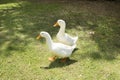 Couple of ducks are walking on the grass. Two duck in livestock farm Royalty Free Stock Photo