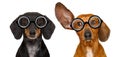 Couple of dumb nerd silly dachshunds Royalty Free Stock Photo