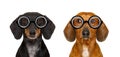 Couple of dumb nerd silly dachshunds Royalty Free Stock Photo