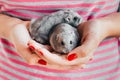 Couple of dwarf hamsters in girl hands Royalty Free Stock Photo