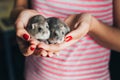 Couple of dwarf hamsters in girl hands Royalty Free Stock Photo