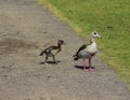 couple Egyptian goose (Alopochen aegyptiaca) with their young chicks eating grass
