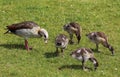 couple Egyptian goose (Alopochen aegyptiaca) with their young chicks eating grass