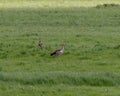 A couple of egyptian goose standing in a green grass field Royalty Free Stock Photo