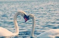 Couple of elegant swans Royalty Free Stock Photo