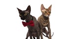 Couple of elegnat cats standing side by side Royalty Free Stock Photo