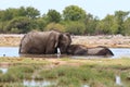 Couple of elephants Royalty Free Stock Photo