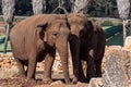 Couple Of Elephants At The Zoo In A Sunny Day In Itay Royalty Free Stock Photo