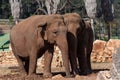 Couple Of Elephants At The Zoo In A Sunny Day In Itay Royalty Free Stock Photo