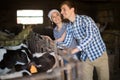 Couple employee with dairy cattle in livestock farm Royalty Free Stock Photo