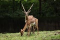 Wild black buck grazing on the ground.