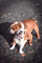 Couple of English bulldogs