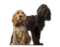 Couple of an English Cocker Spaniel puppies Royalty Free Stock Photo