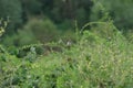 A couple of eurasian tree sparrows