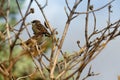 Couple of Eurasian tree sparrows sitting on a tree branch