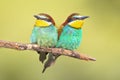 Couple of European Bee Eater perched on branch