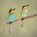 Couple of European Bee Eater perched on branch Royalty Free Stock Photo