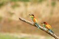 Couple of European Bee-eaters (Merops apiaster) Royalty Free Stock Photo