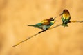 Couple of European bee-eaters perched on a branch on a blurry golden background