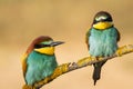 Couple of European bee-eaters perched on a branch on a blurry golden background