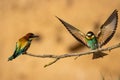 Couple of European bee-eaters perched on a branch on a blurry golden background