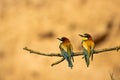 Couple of European bee-eaters perched on a branch on a blurry golden background