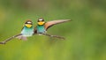 Couple of european bee-eaters sitting on twig with copy space. Royalty Free Stock Photo