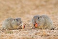 Couple of European ground squirrels in the meadow