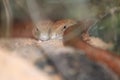 European legless lizard