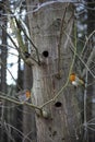 Couple European Red Robin (Erithacus rubecula) sitting on a tree, next to their nest