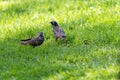 Couple of European starlings (Sturnus vulgaris) on green grass