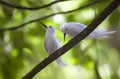 A couple of fairy terns on the branch Royalty Free Stock Photo