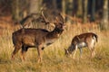 Couple of fallow deer grazing on field in autumn nature.