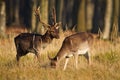 Couple of fallow deer grazing in forest in rutting season