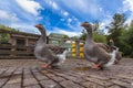 Couple of Farm Goose Royalty Free Stock Photo