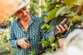 Couple of farmers checking crop of grapes on ecological farm. Happy senior man and woman gather harvest