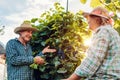 Couple of farmers checking crop of grapes on ecological farm. Happy senior man and woman gather harvest Royalty Free Stock Photo