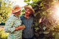 Couple of farmers checking crop of grapes on ecological farm. Happy senior man and woman gather harvest Royalty Free Stock Photo