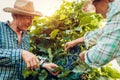 Couple of farmers checking crop of grapes on ecological farm. Happy senior man and woman gather harvest Royalty Free Stock Photo