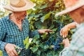 Couple of farmers checking crop of grapes on ecological farm. Happy senior man and woman gather harvest Royalty Free Stock Photo