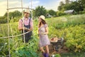 Couple farmers harvesting cucumber