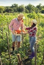 Couple farmers harvesting tomato Royalty Free Stock Photo